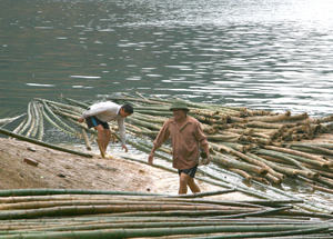 Xã Hiền Lương (Đà Bắc) tận dụng nguồn nguyên liệu sẵn có từ cây luồng phát triển kinh tế địa phương. Ảnh: Khai thác, vận chuyển cây luồng qua bến Hiền Lương.

